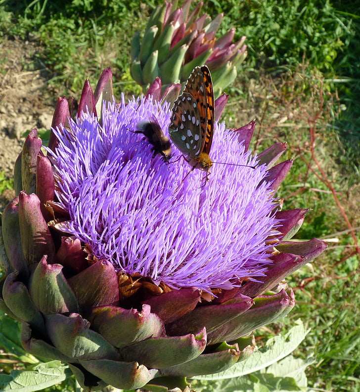 flower, artichoke, butterfly, forage, nature, wings, insect