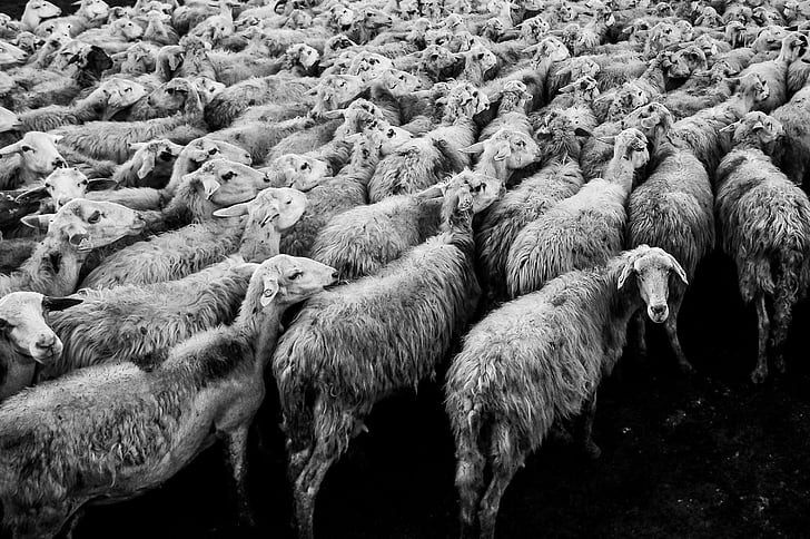 moutons, animaux, troupeau, troupeau, agneau, bétail, laine