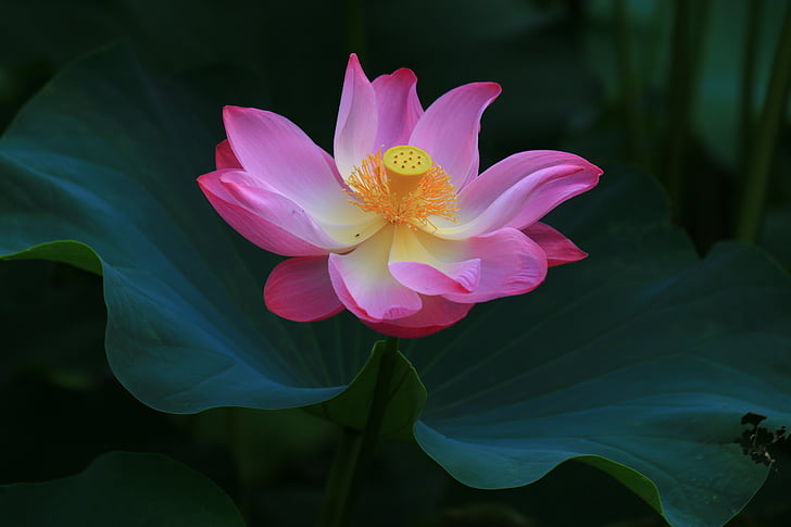 gorgeous beautiful, lotus, huashan, flower, petal, nature, pink color