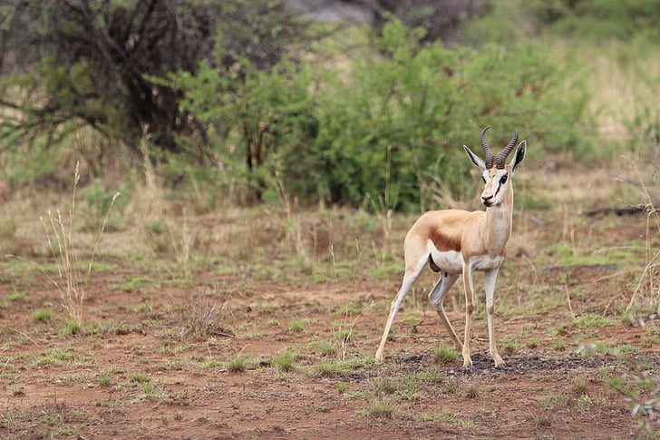 south africa, pilanesberg, wilderness, springbok, antelope, wildlife, nature