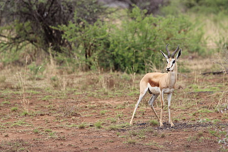 แอฟริกาใต้, pilanesberg, ถิ่นทุรกันดาร, springbok, ละมั่ง, สัตว์ป่า, ธรรมชาติ