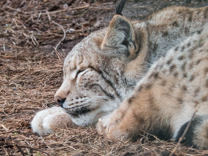 Lynx, spánok, zviera, mačka, obavy, unavený, svet zvierat