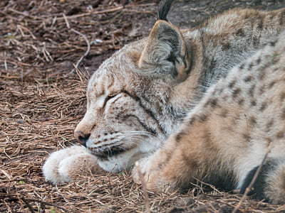 Lynx, sömn, djur, katt, oro, trött, djurvärlden