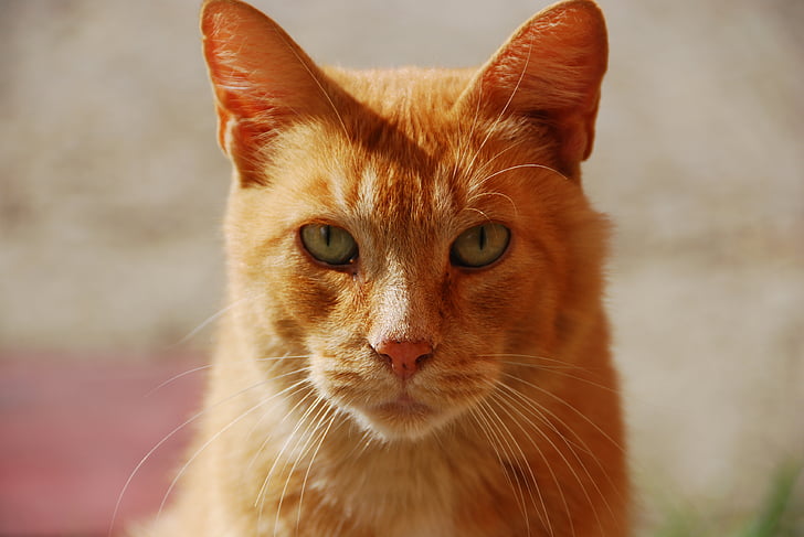Kırmızı, hayvan, kedi portresi, evde beslenen hayvan, kedi gözü, kedi yüz, Miao