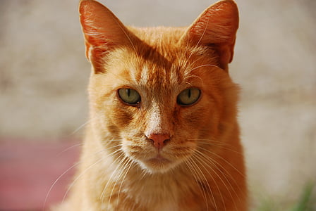 rojo, animal, Retrato de gato, mascota, ojo de gato, cara de gato, Miao