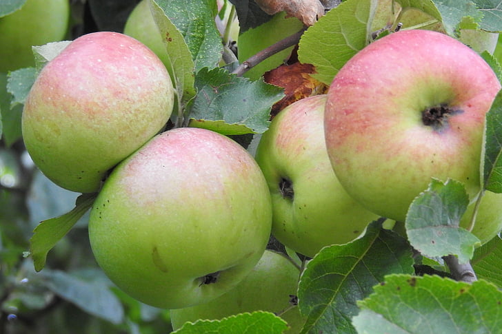 apple, apple tree, fruit, nature, food, kernobstgewaechs
