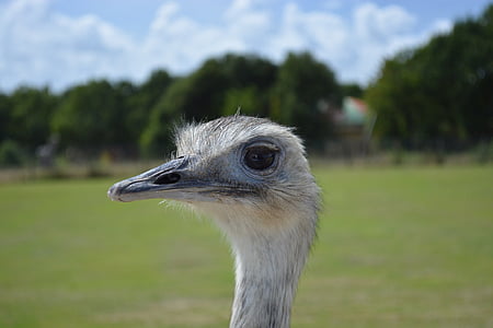 EMU, зоопарк, Голова, тварини, тварин, Природа, дикі