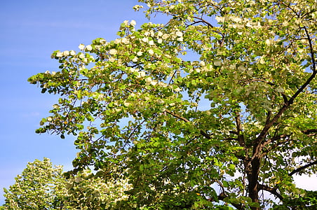 tree, foliage, green, spring