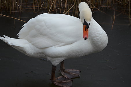 swan, mute swan, lake, waters