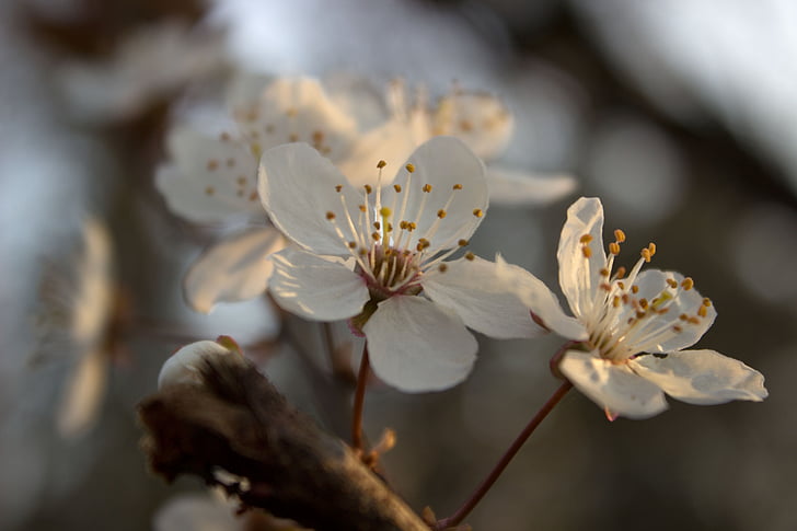 Blossom, putih, musim semi, mekar, blossom putih, pohon plum Mirabelle