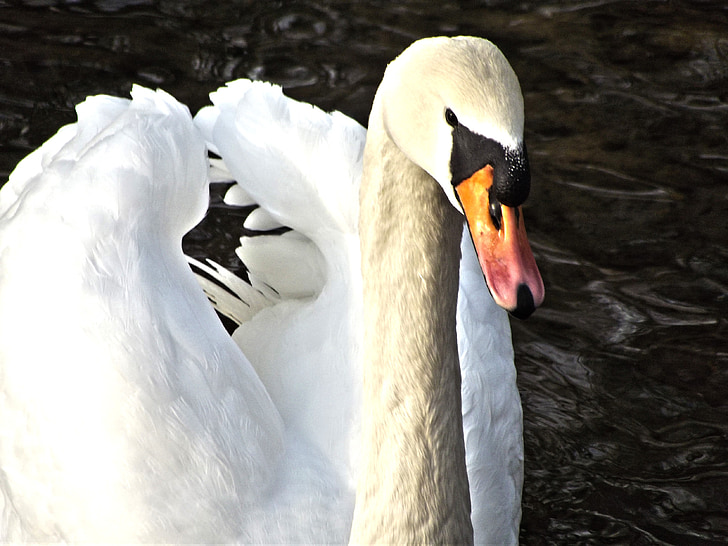 swan, water bird, swans, pride, bird, water, white