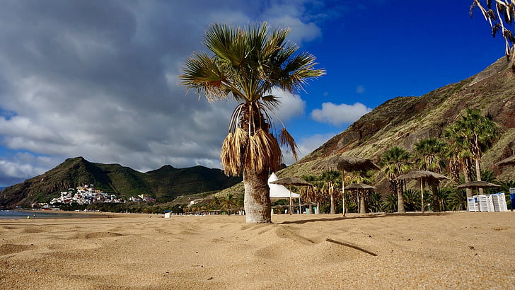 Tenerife, Isole Canarie, Vacanze, cielo blu, spiaggia, mare, albero di Palma