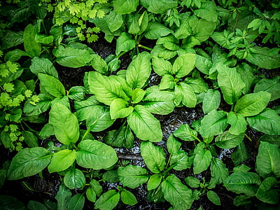 large broad leaf, plant leaves, lush colorful green, nature, foliage, plant large, leaves green