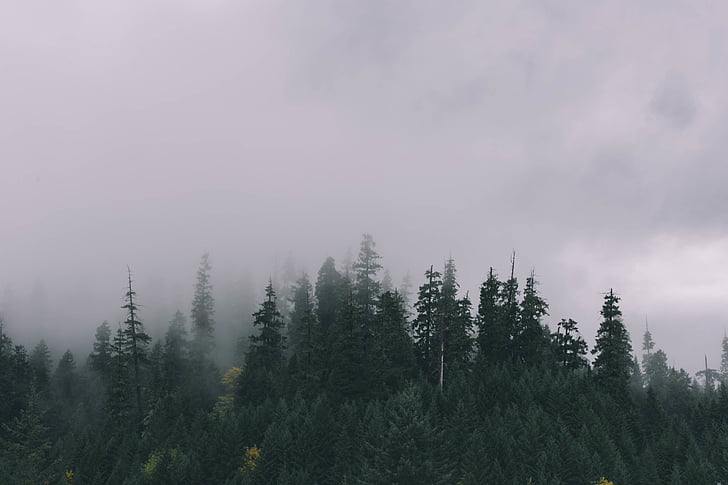 foggy, forest, nature, trees