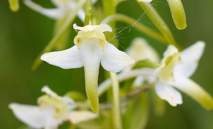bílé dřevo hyacinth, květ, Bloom, Wild flower, divoká orchidej