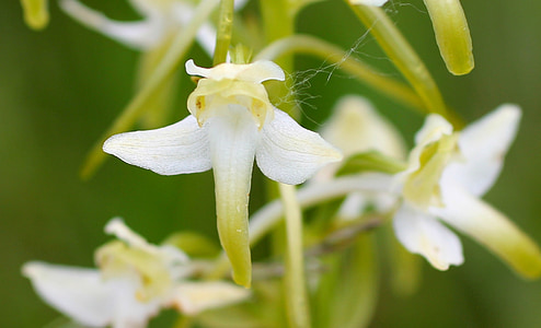 Jacinto blanco madera, flor, floración, flor silvestre, Orquídea salvaje