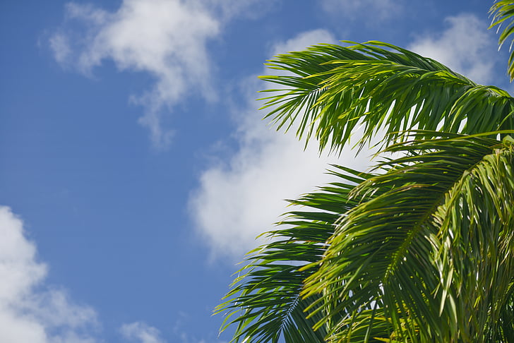 palmy, liść paproci lub palmy, niebo, niebieski, chmury, zielony, roślina