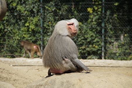 babouin, singe, vieux, son dos, gris, s’asseoir, montre, chef