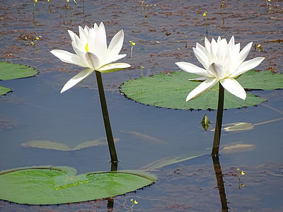 Twin lilly, Lily, natuurlijke, water, wit, Lake, water lilly