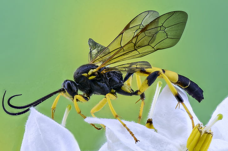 animal, animal photography, antenna, arthropod, close-up, flower, insect