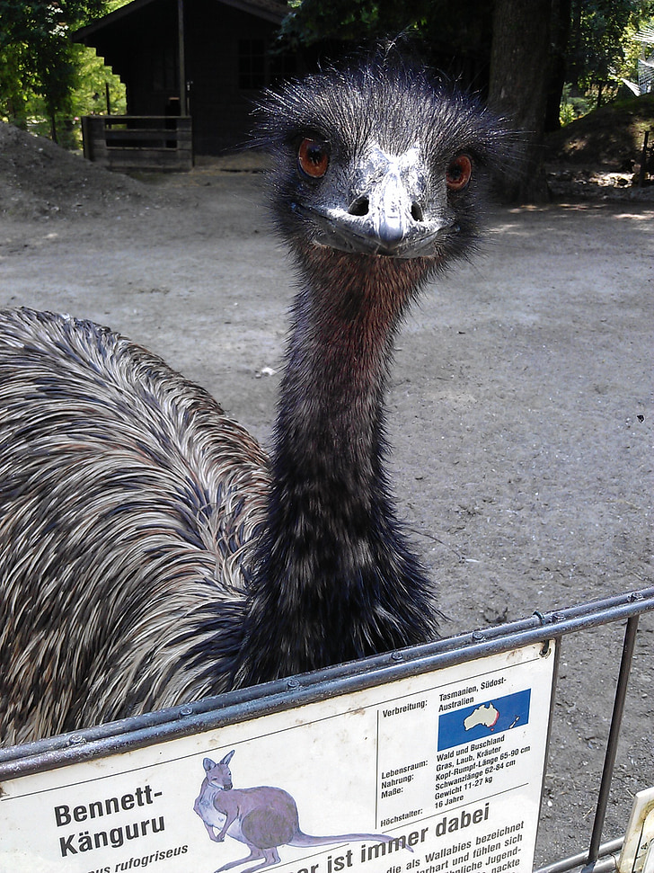 Emu, animal park ulm, animale selvatico, testa, incapace di volare laufvogel, sfacciato, uccello