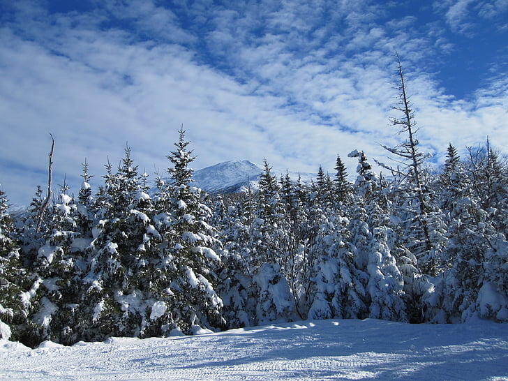 nuotrauka, medžiai, kuriems, sniego, dienos šviesos, miško, žiemą