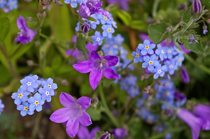 Violet, Bellflower, violetti, sininen, kukka, Blossom, Bloom