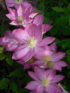 clematis, bloom, plant, summer, nature, flower, blooming