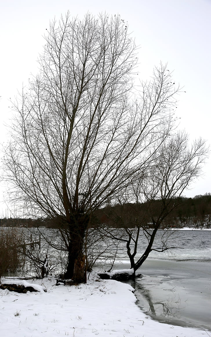 Zima, drvo, snijeg, hladno, studen, Havel, Berlin