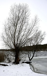 hiver, arbre, neige, froide, hivernal, Havel, Berlin