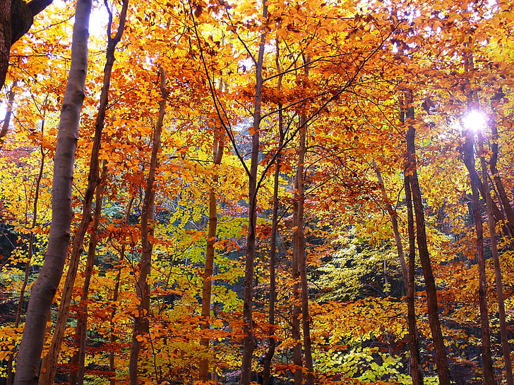 hösten, skogen, hösten skogen, träd, lämnar, Sunbeam, naturen