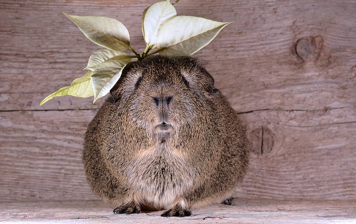 guinea pig, smooth hair, lemonagouti, pet, blossom, bloom, cute