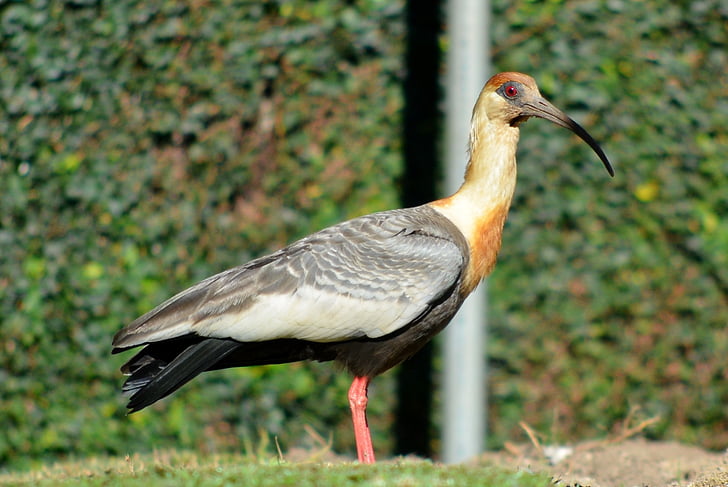 Hotel ibis, ptaki, Ameryka Południowa, Brazylia, curicaca