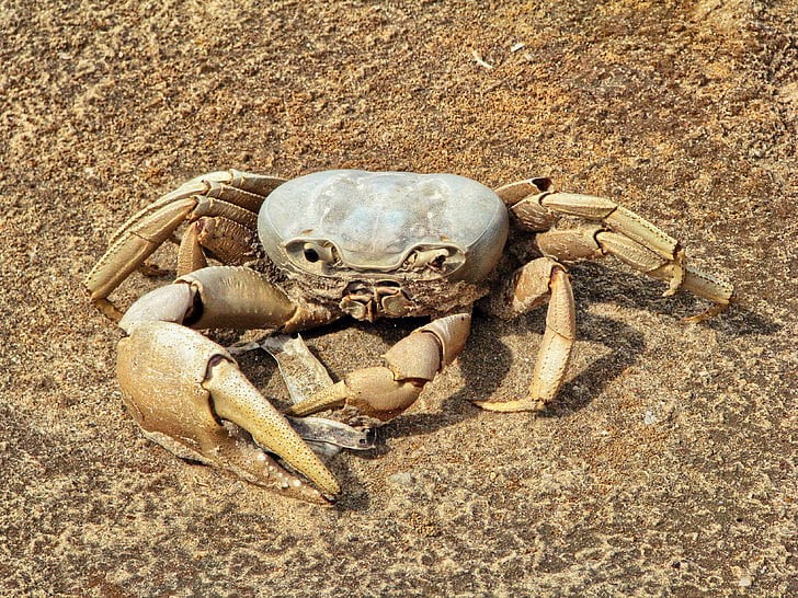crabe, mollusques et crustacés, animal, mort de crabe, squelette, sable