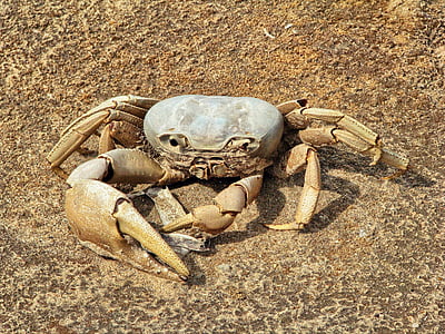 krabba, skaldjur, djur, död krabba, skelettet, Sand