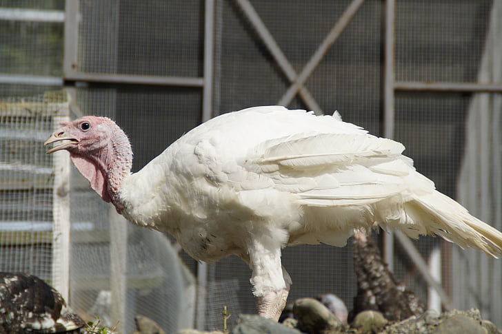 puter, turkey, poultry, bird, poultry farm, plumage, ugly