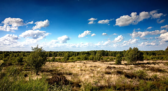 Heide, honák heath, Příroda, vřes, krajina, vřesoviště, přírodní rezervace