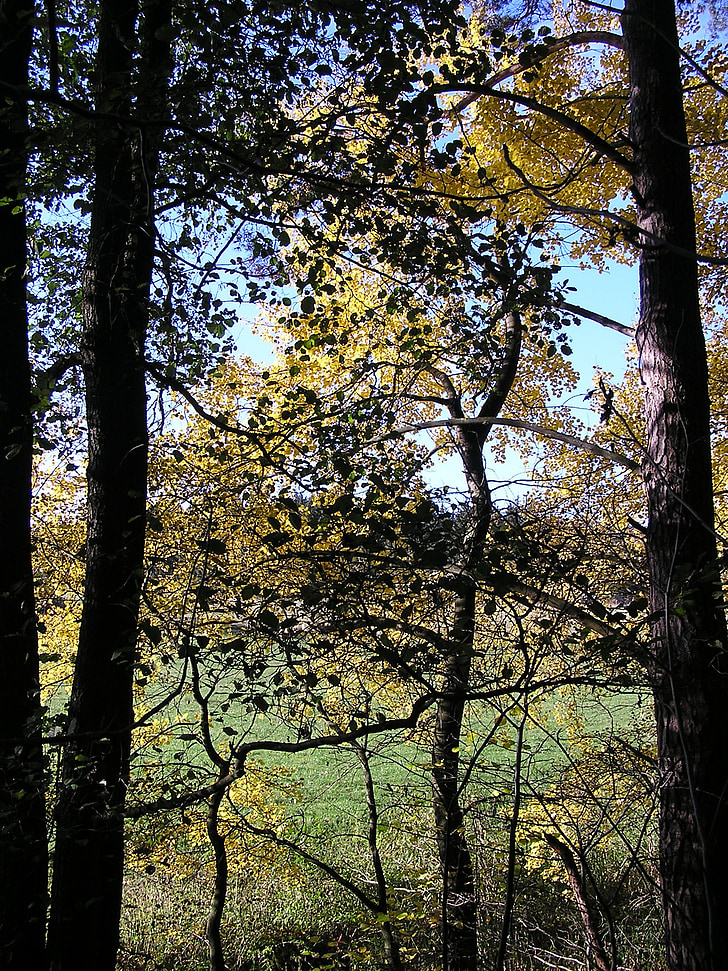 árbol, árboles, cielo, Kahl, otoño, rama, naturaleza