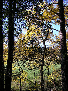 träd, träd, Sky, Kahl, hösten, gren, naturen