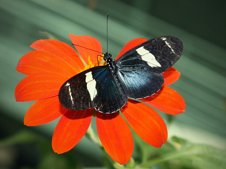 Sara longwing, motýl, hmyz, heliconius sara, barevné, makro, motýl - hmyzu