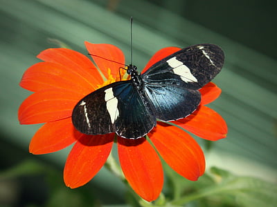 새 라 longwing, 나비, 곤충, heliconius 사라, 다채로운, 매크로, 나비-곤충
