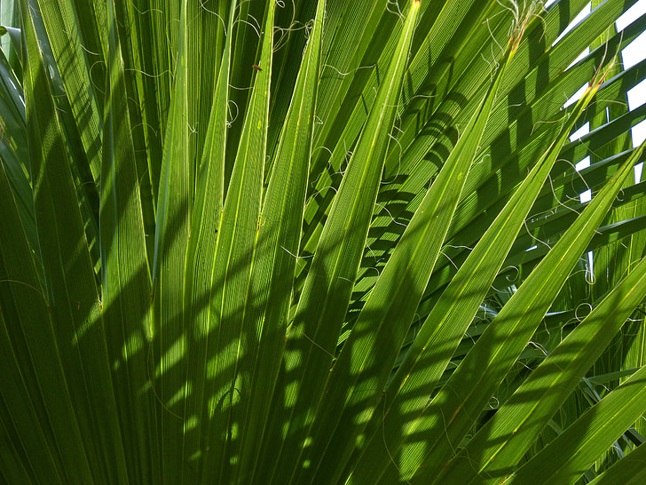 Palmetto, margalló, листя, Текстура, світло, Дерево пальми
