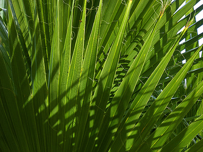 Palmetto, margalló, листя, Текстура, світло, Дерево пальми