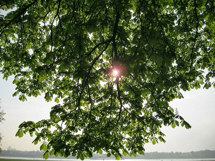 sun, branches, tree, sky, nature