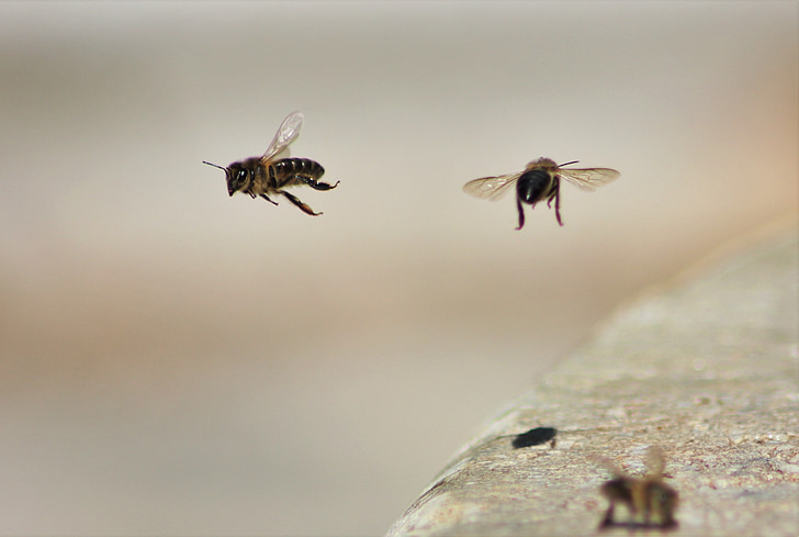 pčele, ose, vode, ljepota, makronaredbe, zamrznuta, kretanje