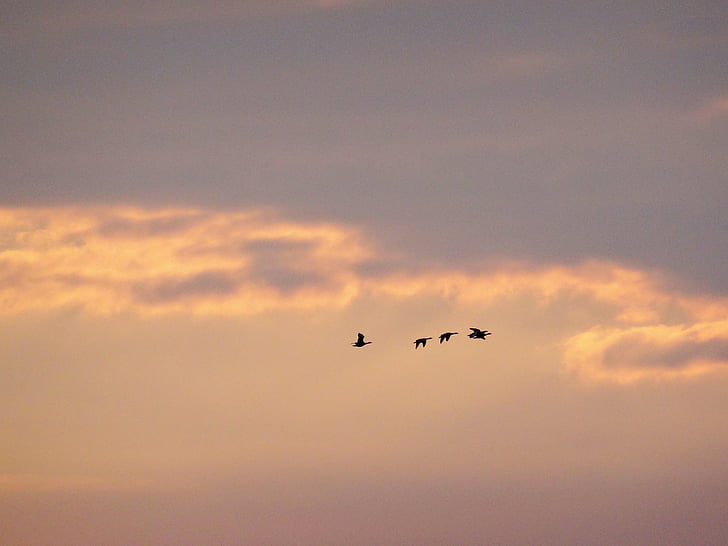 quattro, uccello, di volo, grigio, cielo, tramonto, nuvole