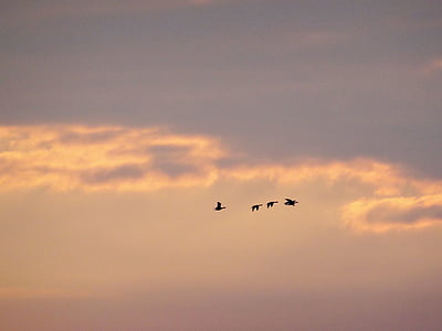 quatro, pássaro, voando, cinza, céu, pôr do sol, nuvens