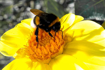 bumblebee, nature, living nature, flower, flowers, spring, insect