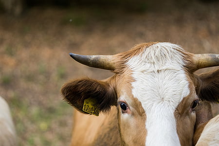 cow, horn, close, milk cow, cattle, agriculture, farm