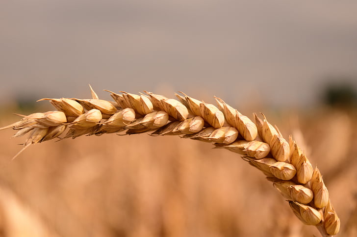пшеница, зърно, зърнени култури, затвори, ухо, Селско стопанство, царевицата